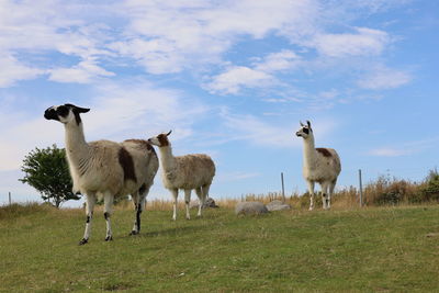 View of sheep on field