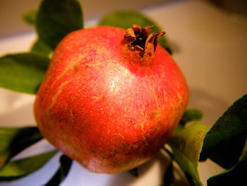 Close-up of insect on fruit