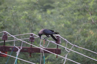 Bird perching on a fence