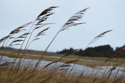 Close-up of grass against sky