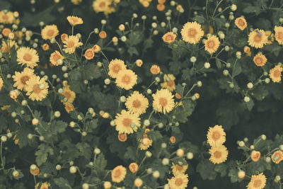 High angle view of flowering plants on field