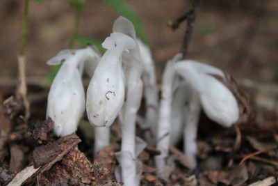 Close-up of tree trunk