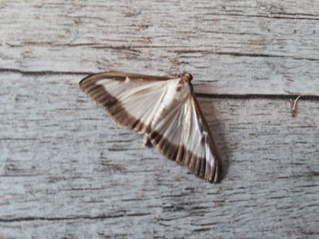 Close-up of butterfly flying