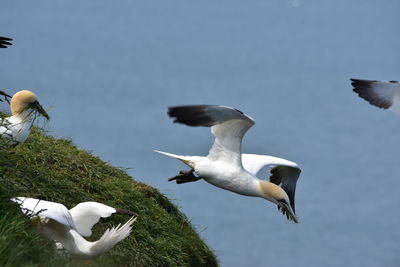 Seagulls flying in the sky