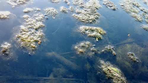 Reflection of clouds in water