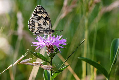 Close-up of butterfly pollinating on purple flower