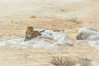 Cat lying on a land