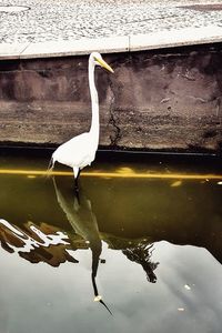 View of bird in lake