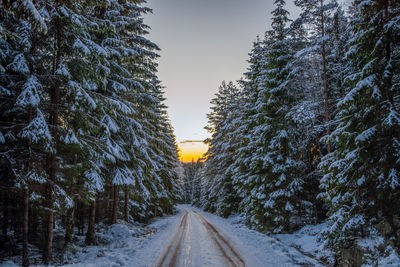 Road in the forest with sunset in winter time