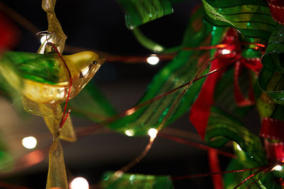 Close-up of christmas lights on tree