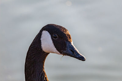 Close-up side view of a bird