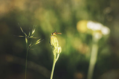 Close-up of insect on plant