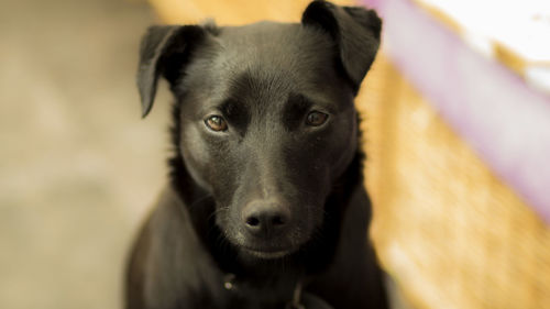 Close-up portrait of dog