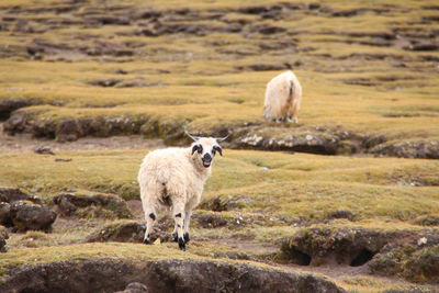 Sheep standing on field