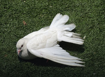 High angle view of white bird on grass