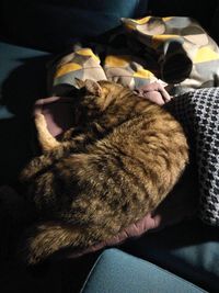 High angle view of cat sleeping on bed