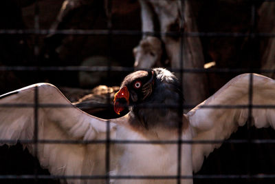 Close-up of monkey in cage