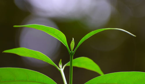 Close-up of plant