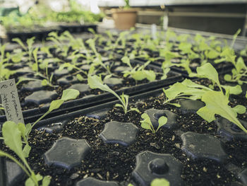 Close-up of plants growing in greenhouse