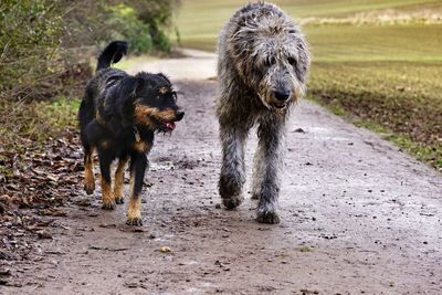 Dog on dirt road