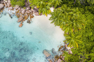 Aerial view of trees growing by sea