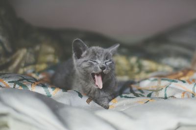 Chartreux cat yawing while relaxing on bed