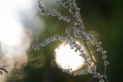 Close-up of water drops on plant