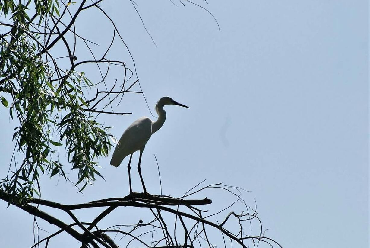 LOW ANGLE VIEW OF HERON PERCHING ON BRANCH AGAINST SKY