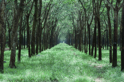 Scenic view of forest