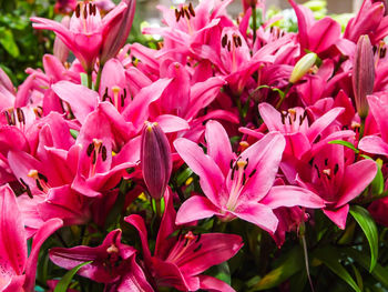 Close-up of pink flowers