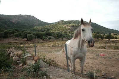 Horse standing in ranch against sky