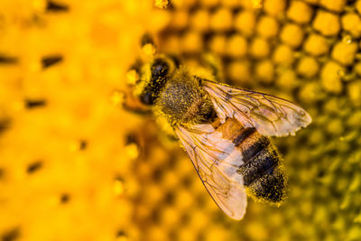 Close-up of butterfly pollinating on flower