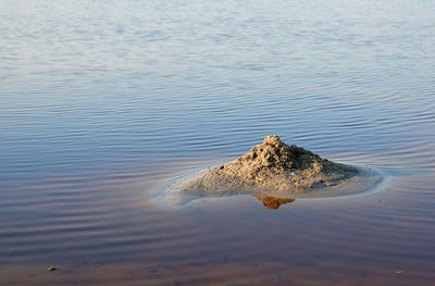 Close-up of a turtle swimming in lake