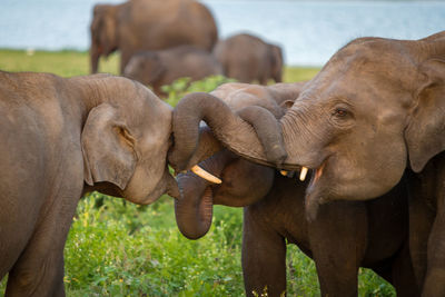 Close-up of elephant