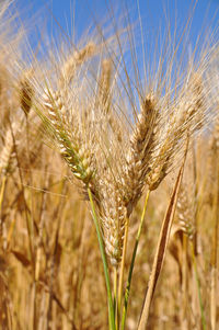 Close-up of wheat growing on field