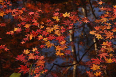 Close-up of maple leaves in forest during autumn