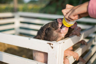 Close-up of hand feeding milk to piglet