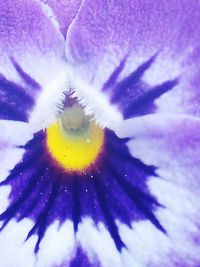 Macro shot of purple flower