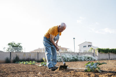 Senior man in denim overall working on farmland and weeding out earth with hoe