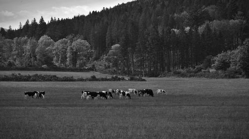 Flock of sheep on field