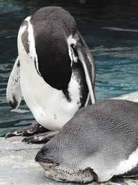 Close-up of penguin 