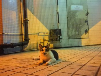 Portrait of cat on brick wall