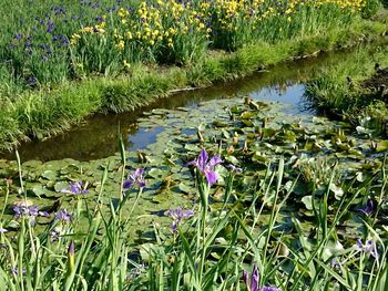 Flowers blooming in lake