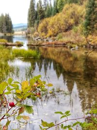 Scenic view of lake amidst plants