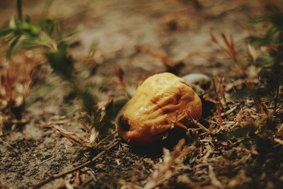 Close-up of mushroom growing on field