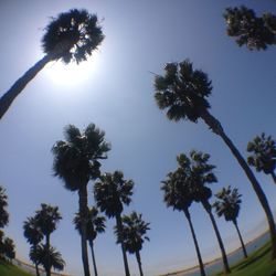 Low angle view of palm trees