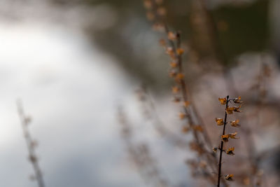 Close-up of flowering plant against blurred background