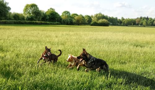 View of a dog on field