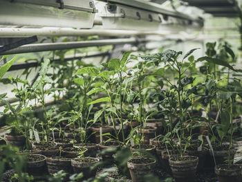 Potted plants in greenhouse