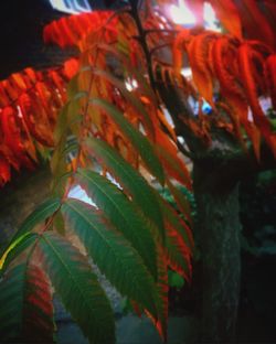 Low angle view of plants at night